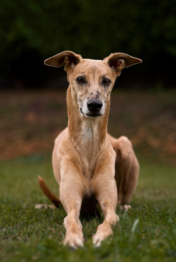 Origine du Greyhound