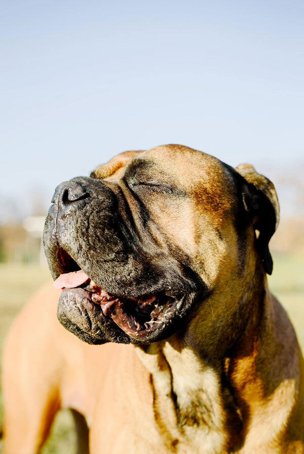 Origine du Mastiff