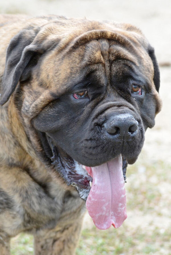Santé du Mastiff