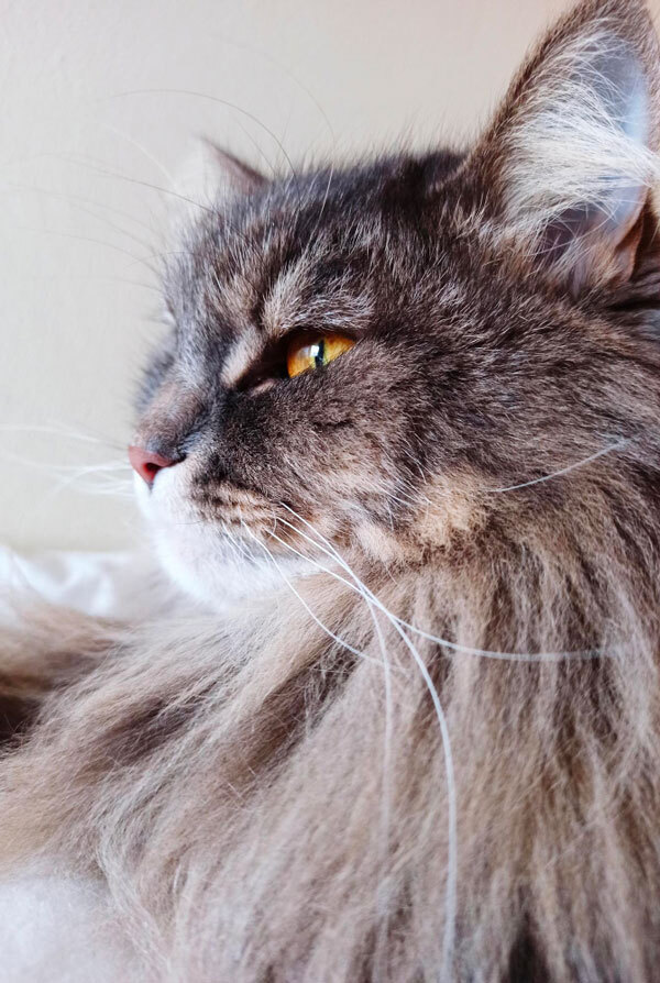 Chat atteint de séborrhée