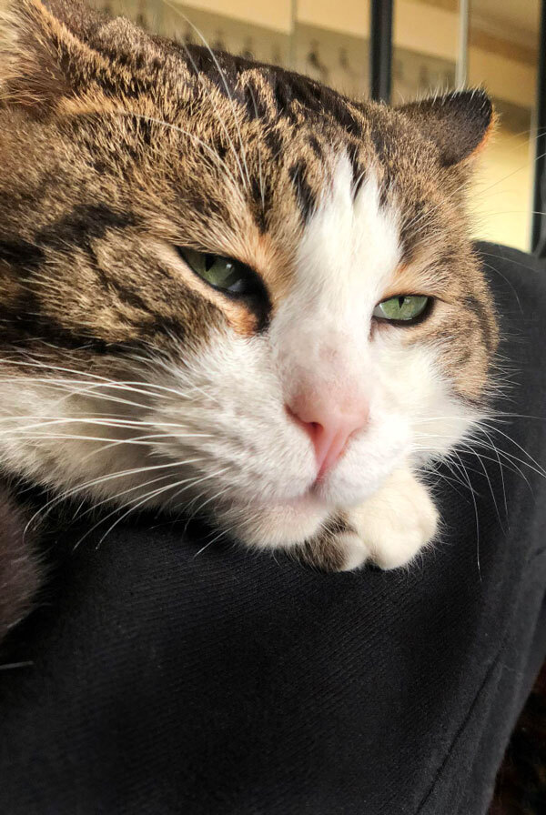 Vieux chat atteint de sénescence