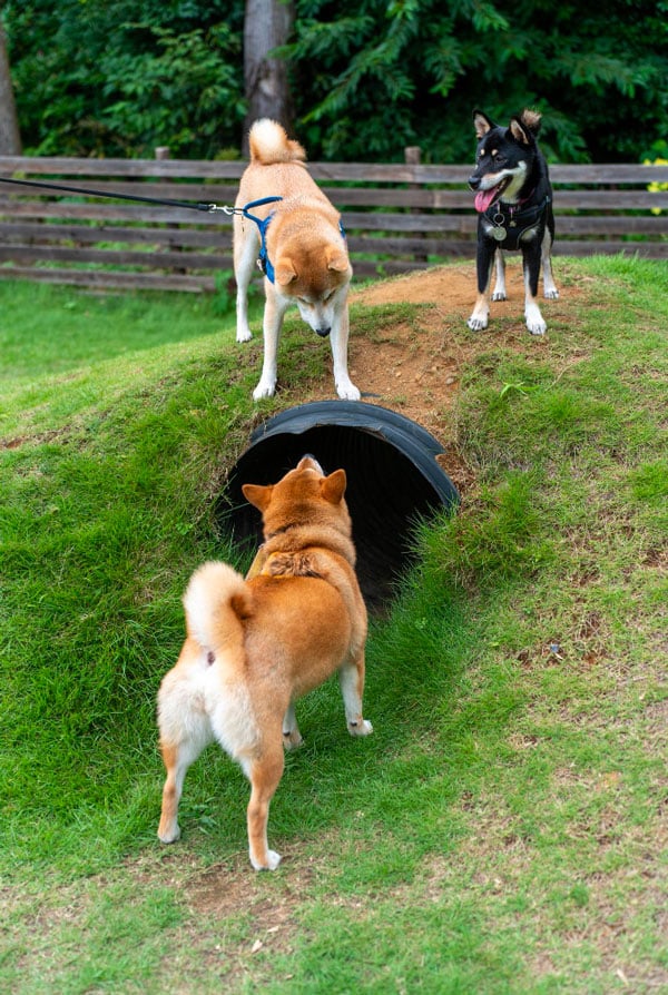 shiba qui se rencontre dans un parc a chien