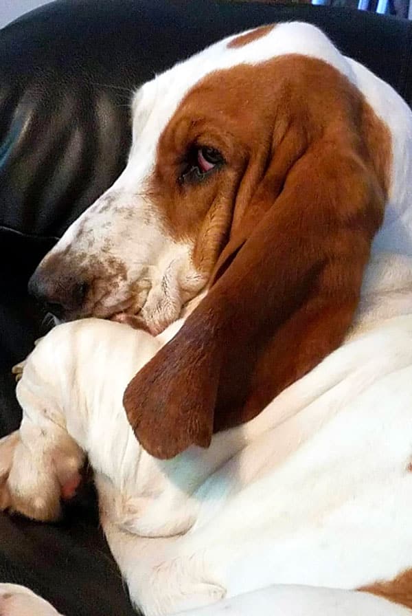 Chien atteint de trichurose