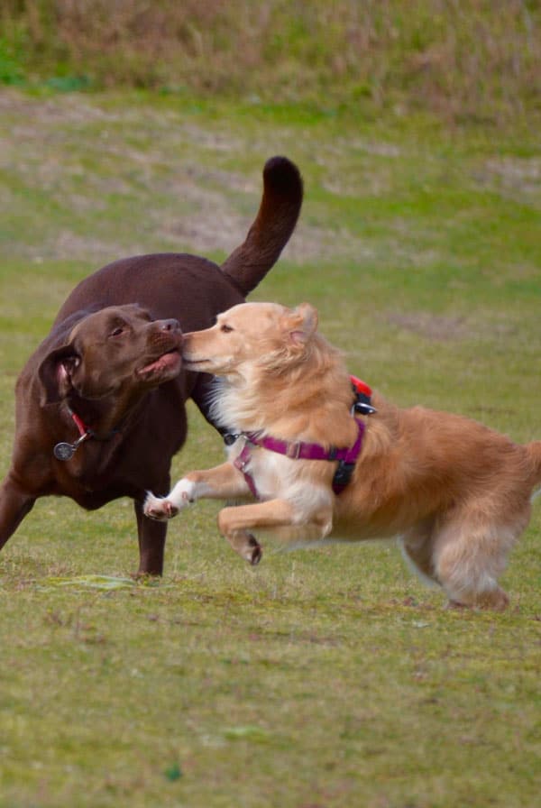 deux chiens qui joue brusquement ensemble dans un parc