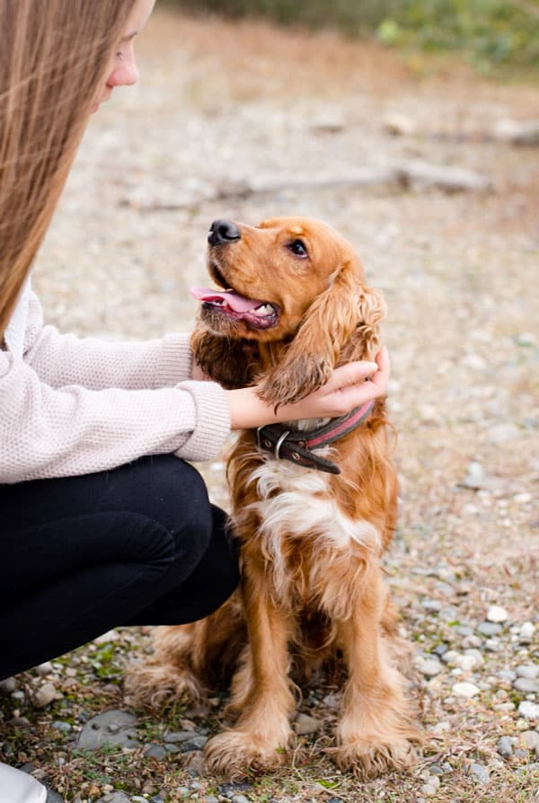 un chien marron qui regarde sa propriétaire le caresser