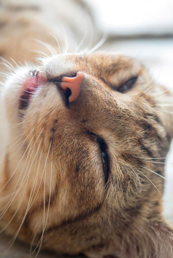 Chat souffrant d'asphyxie