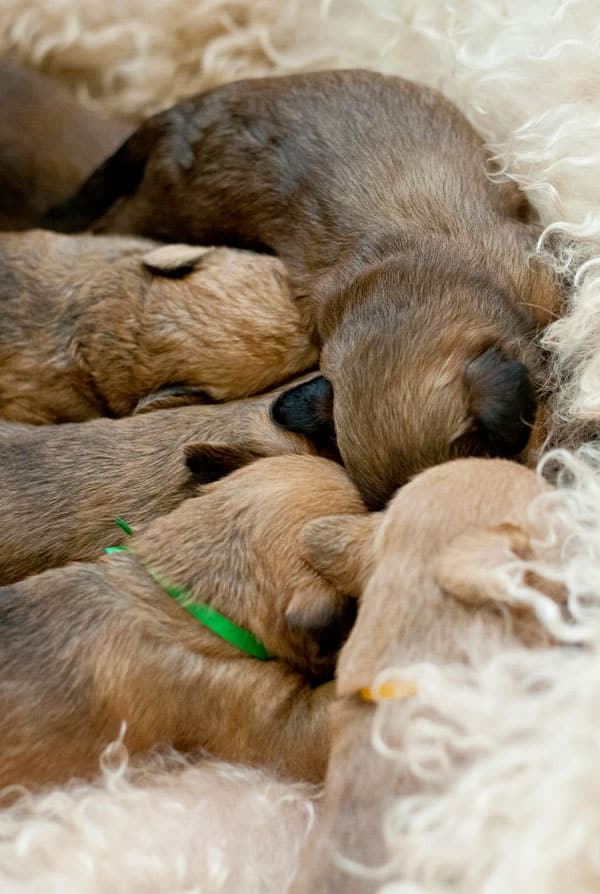 beaucoup de chiots nouveaux nés