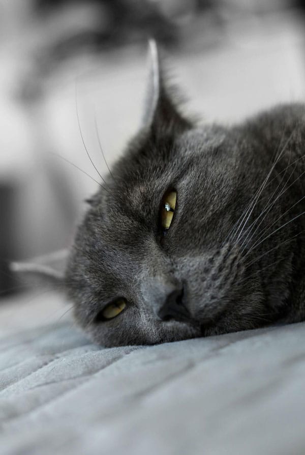 Chat ayant des calculs rénaux