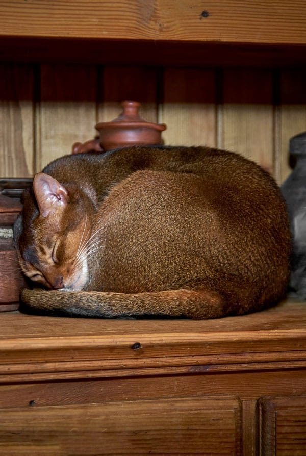 chat en boule sur une armoire pour dormir