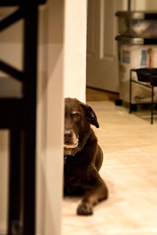 chien noir assis dans la cuisine