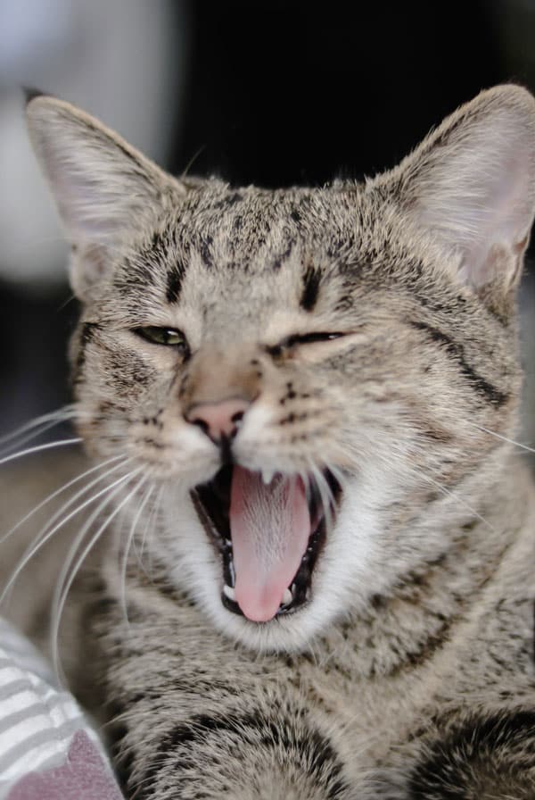 Chat souffrant de collapsus trachéal