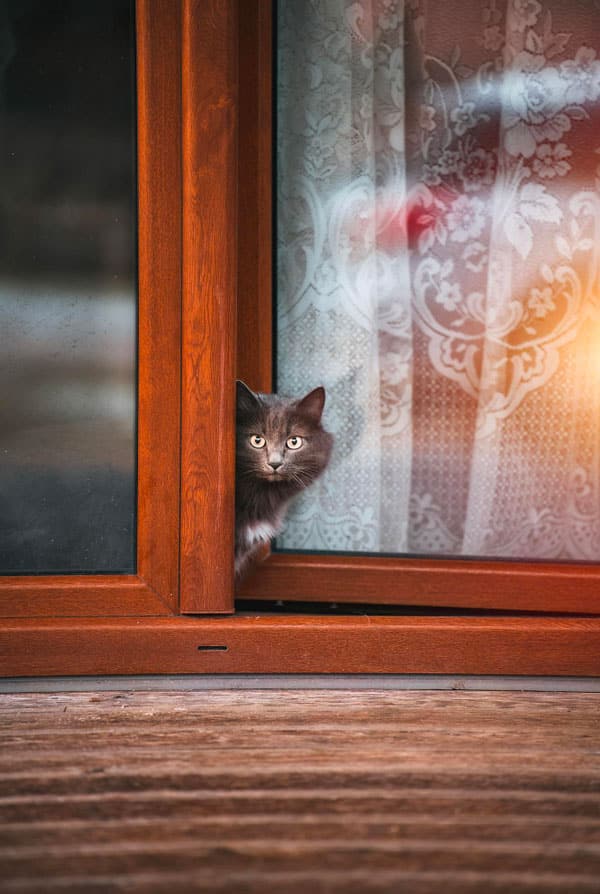 Chat proche d'une fenêtre