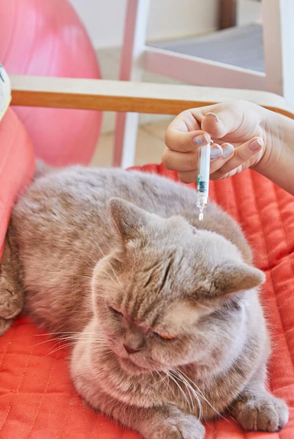 Chat ayant un diabète de type 2