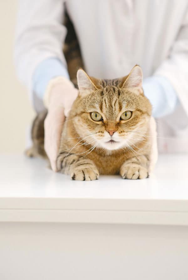 Chat chez le vétérinaire pour une fracture du bassin