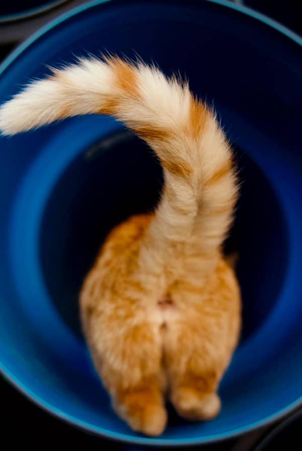 Chat avec une fracture de la queue