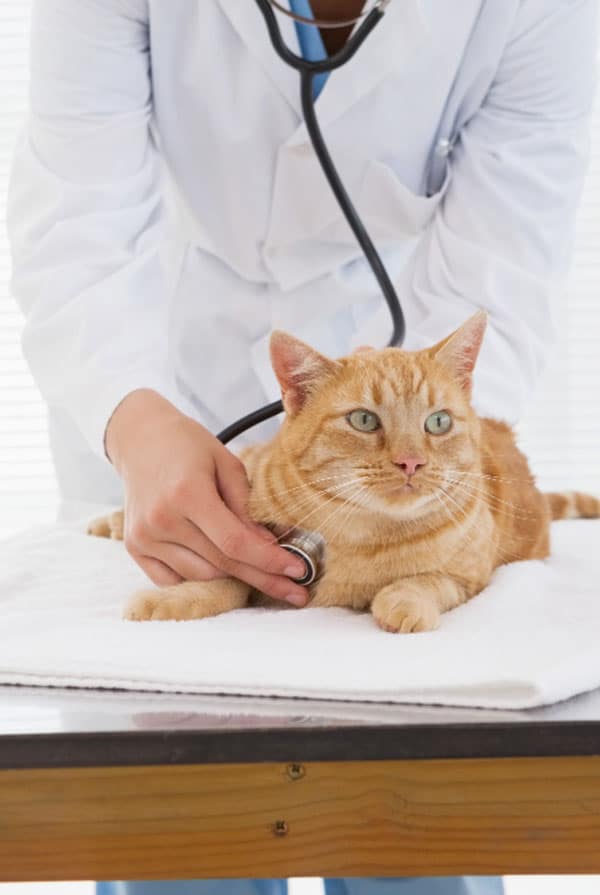 Chat chez le vétérinaire pour un infarctus