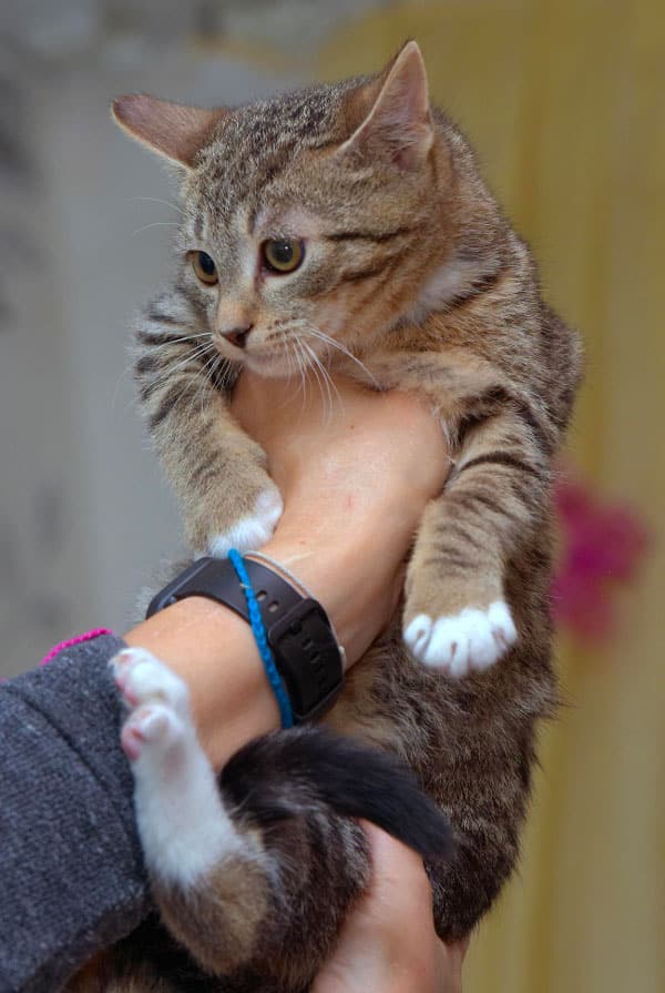 Chat ayant une luxation de l'épaule