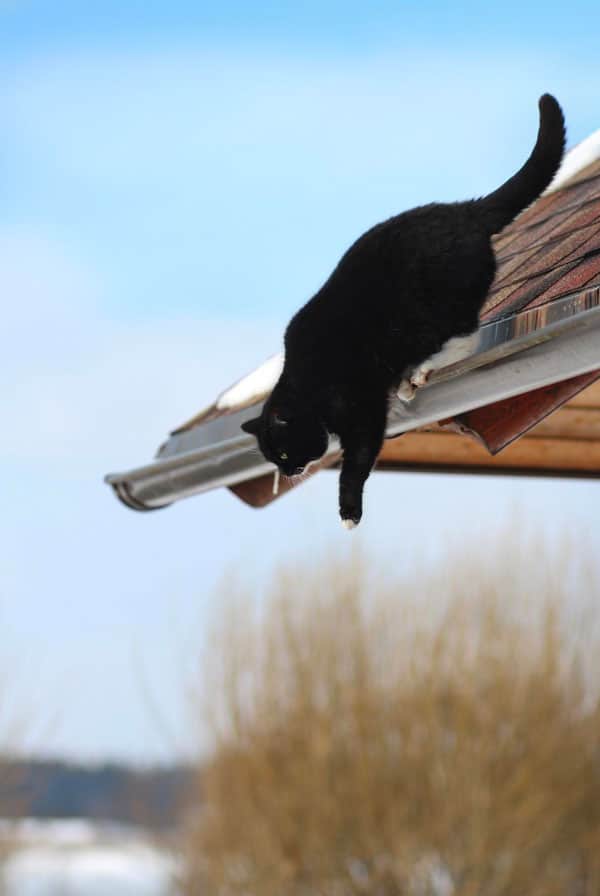 Chat sur le point de chuter du haut d'un toit