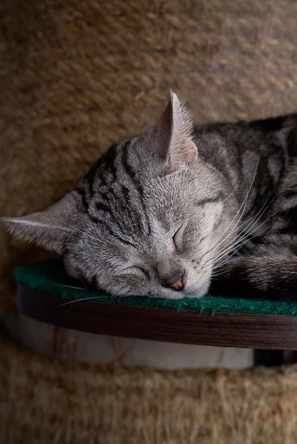 Chat narcoleptique qui dort