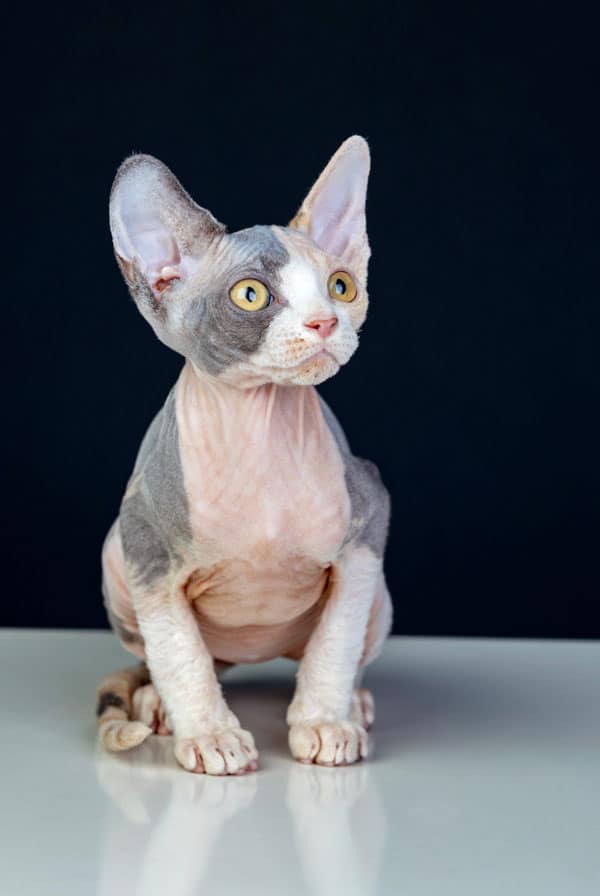 Chat type Sphynx ayant une perte musculaire