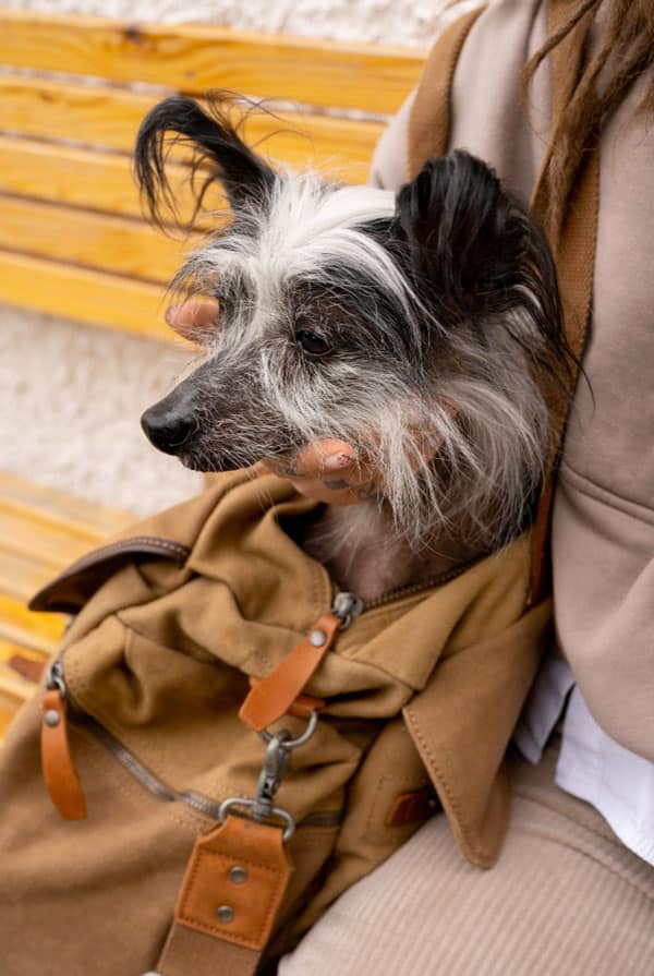 Petit vieux chien noir et blanc dans un sac en promenade