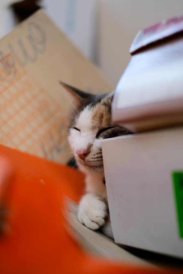 Chat en détresse respiratoire souffrant de thromboembolie aortique