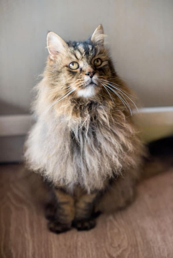 chat marron beige avec beaucoup de poils