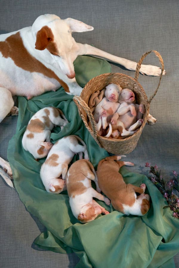 chien lévrier nouveaux nés