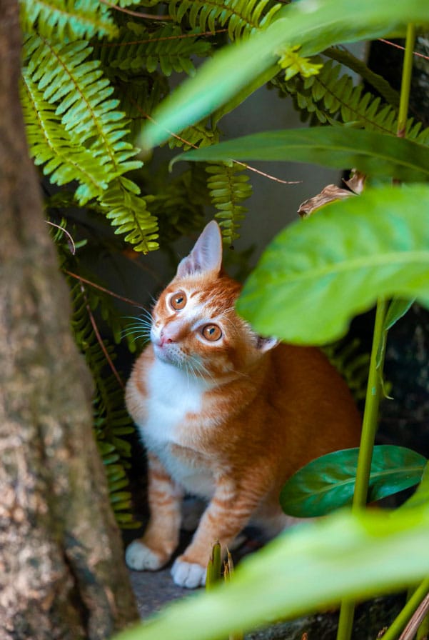 Chat en extérieur exposé au choc anaphylactique