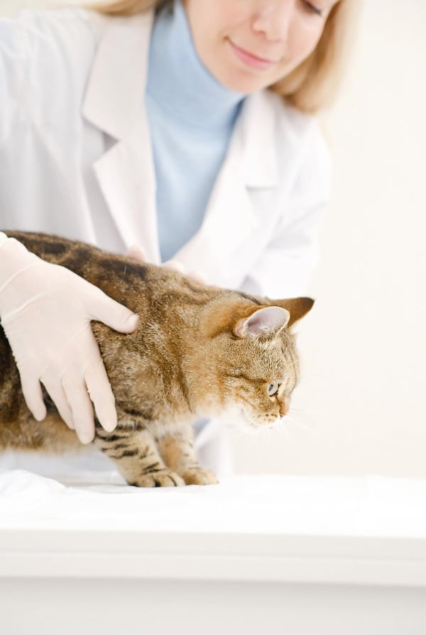 Chat chez le vétérinaire pour une contracture musculaire