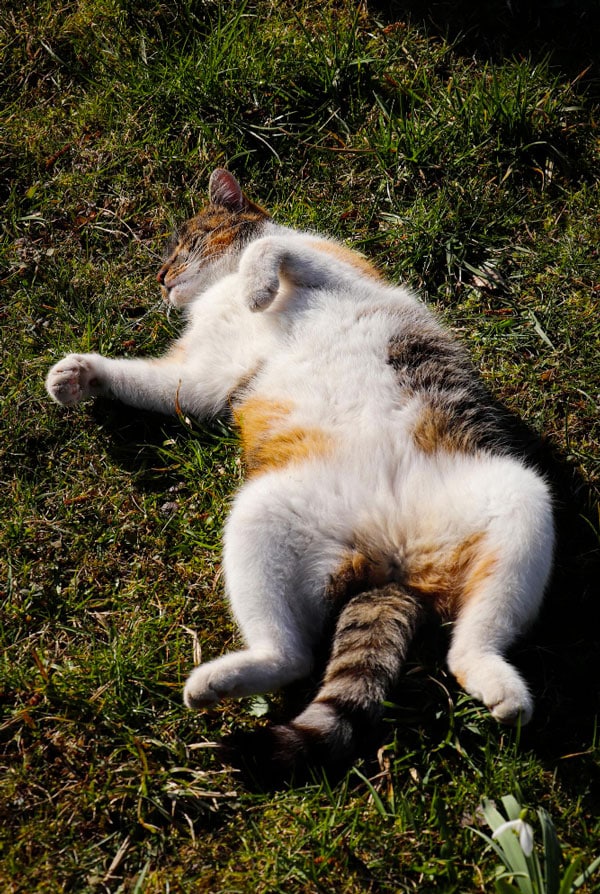 Chat montrant des signes de crise cardiaque