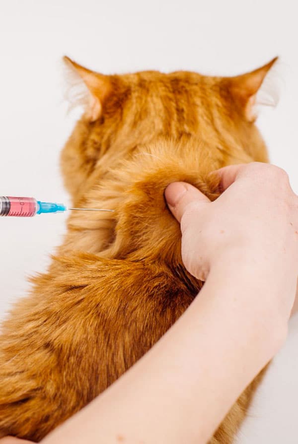 Chat ayant un diabète de type 1