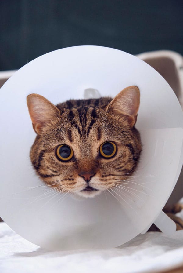 Chat portant une collerette suite à une éviscération