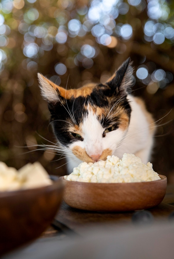 Chat en hypoglycémie