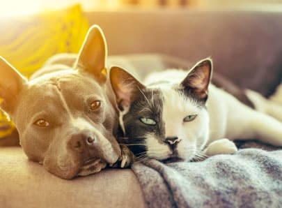 un chien et un chat dans un canapé