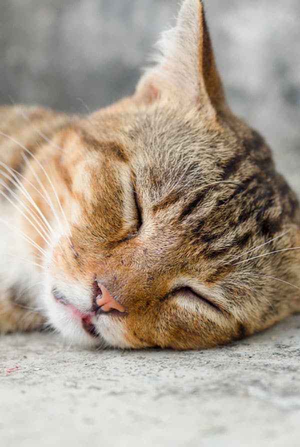 Chat souffrant d'une intoxication au monoxyde de carbone