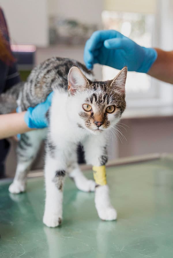 Chat chez le vétérinaire pour une luxation du coude