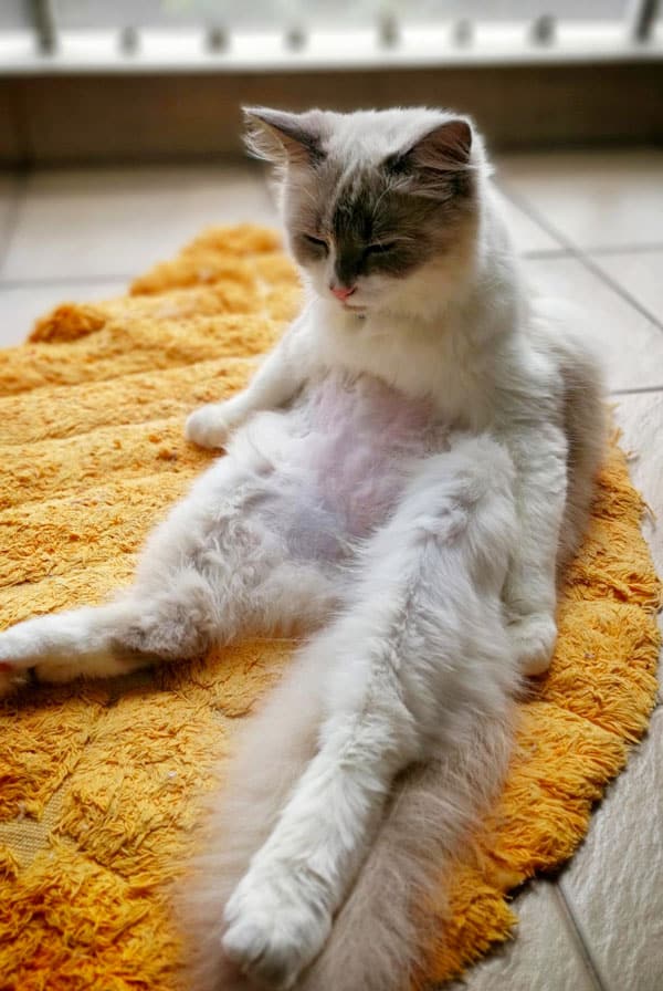 Chat souffrant de priapisme