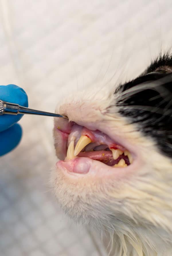 Chat chez le vétérinaire pour une stomatite