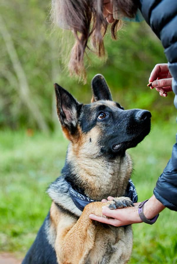 une femme qui donne une friandise a son chien