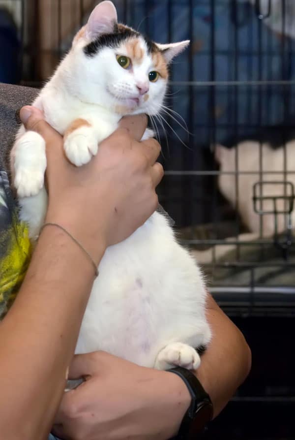 Chat blanc roux noir adoption dans un refuge