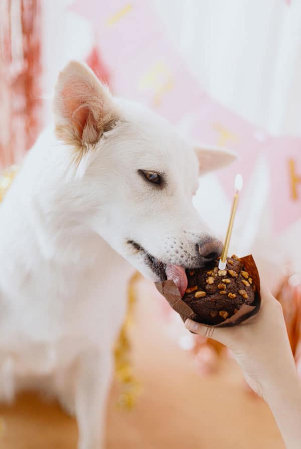 chien blanc qui mange un gateau au chocolat