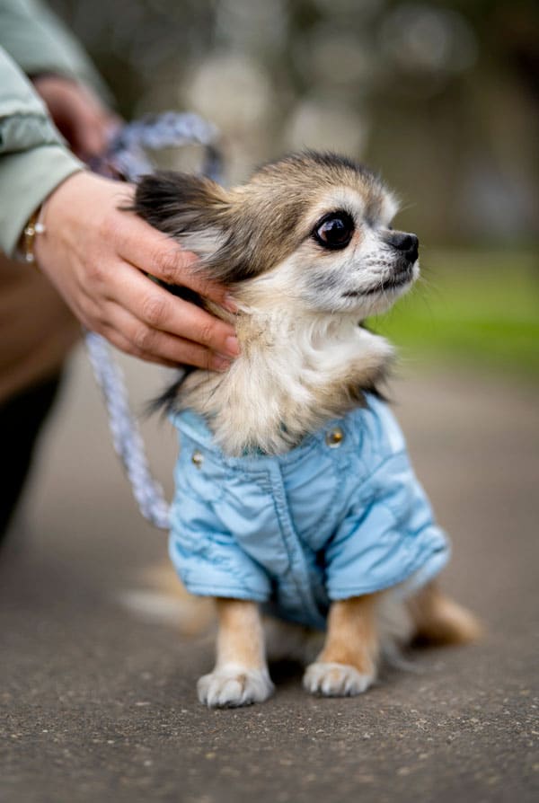 chiot beige et blanc avec un manteau bleu en balade