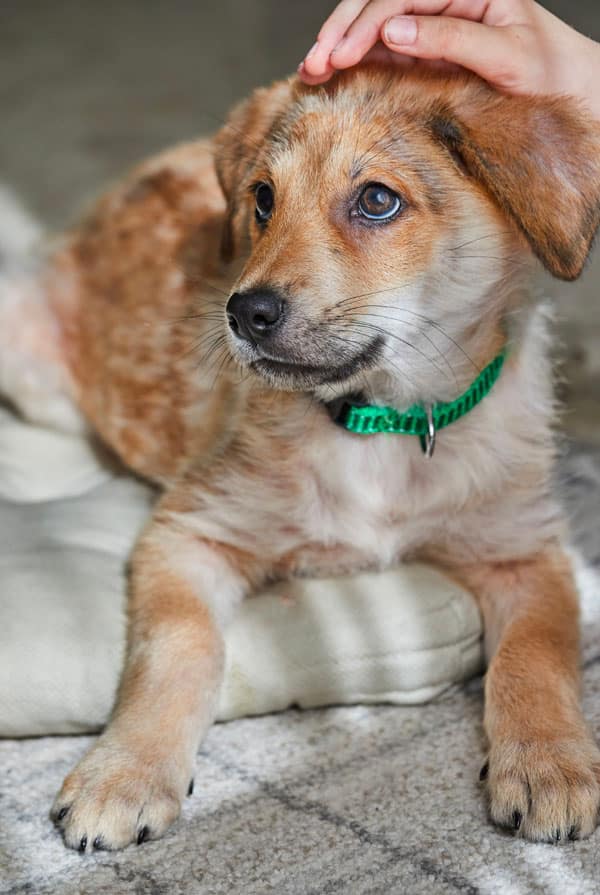 Chien atteint d'herpèsvirose