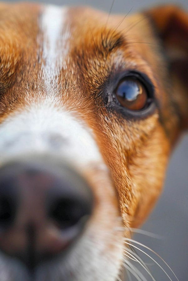 Chien avec une microphtalmie