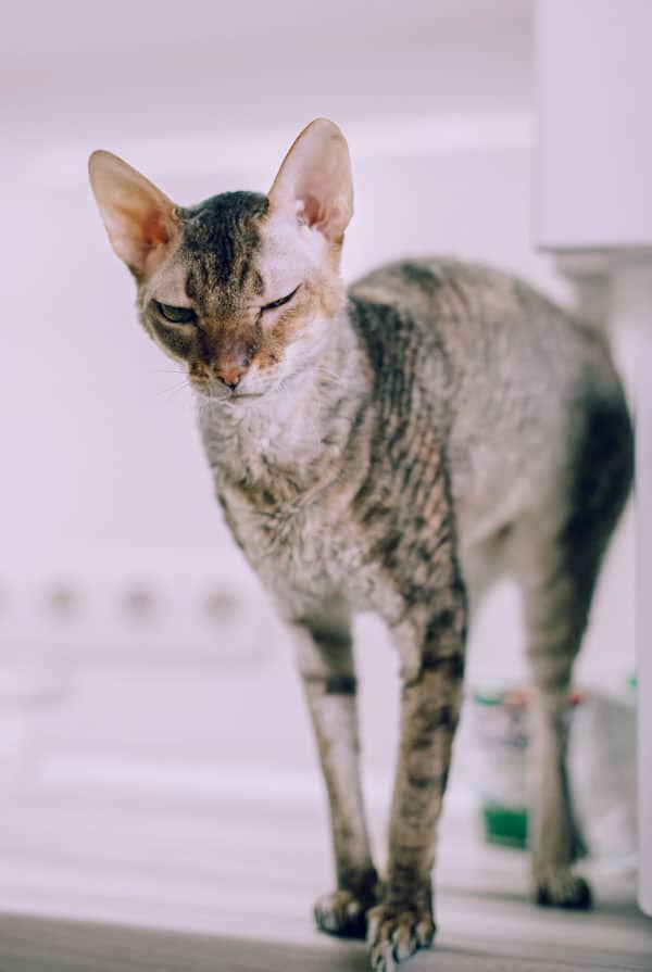Chat atteint de myopathie héréditaire