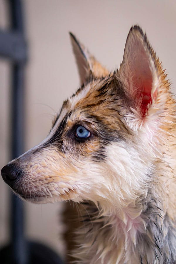 Chien mouillé avec une otite interne