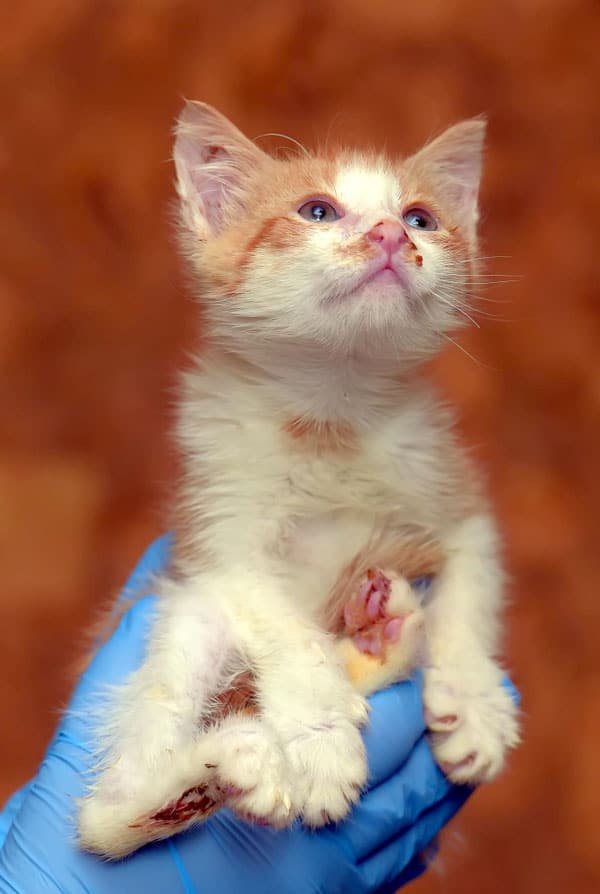 Chat qui présente des signes de pemphigus