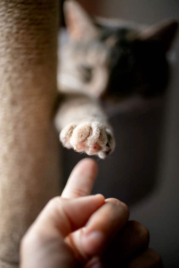 Patte d'un chat qui présente une polydactylie
