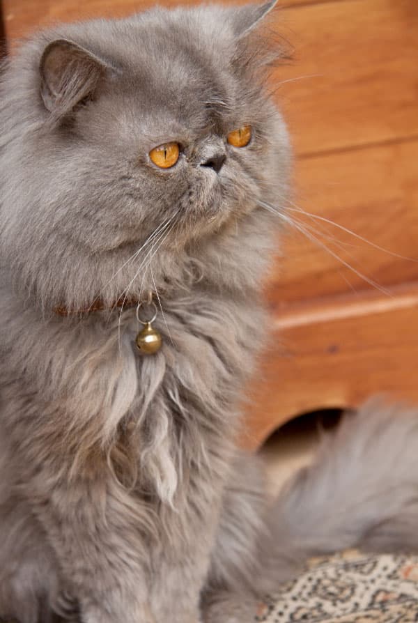 Chat ayant une polykystose rénale